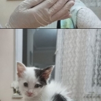 Bu küçük..