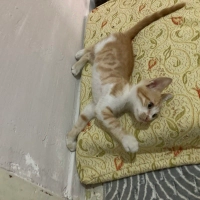 Çok akıll..
