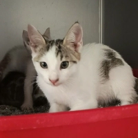 Yemyeşil gözlü uysal kucak delisi bir yavru🧿🐱