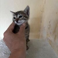 Çıtı pıtı..