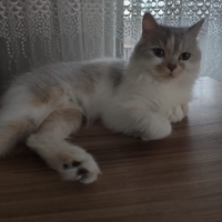 Çok uysal..