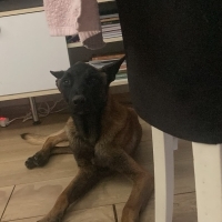 Ücretsiz Belçika kurdu