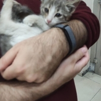 Güzeller..