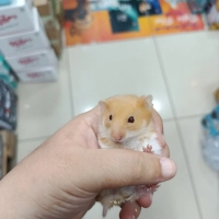 Hamster s..
