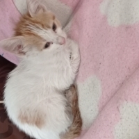 çok zeki 1.5 aylık erkek kedi