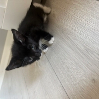 1 aylık y..