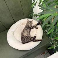 Şila iç d..