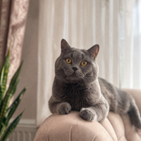 🐾 ÖMÜRLÜ..