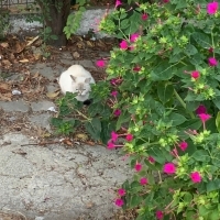 Cins kedi..