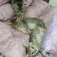 🐾 3 TATL..