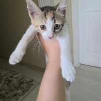 Atik Kızı..