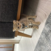 Scottish fold kırması yavrumu sahiplendiriyorum