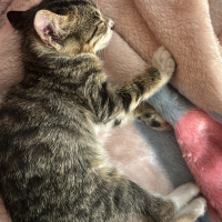 Yavru oyuncu kedi