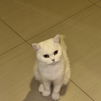 Leyli içi..