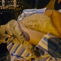 Sevgi dolu, mır mırr