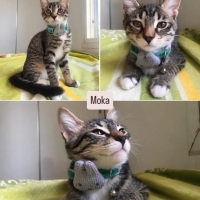 Moka’ya Yuva Arıyoruz | İzmir’de Dişi Yavru