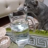 Kısır bal..
