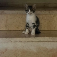 2.5 aylık..