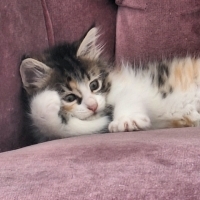Miniğimiz..