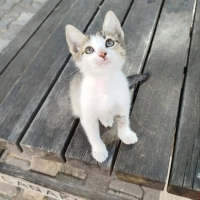 YUMİ GEÇİCİ YADA KALICI YUVASINI ARIYOR