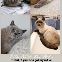 Şımarık o..