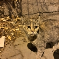 Sokağa At..