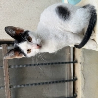 Annesiz, kardeşsiz, masum bebek yuvasını bekliyor!