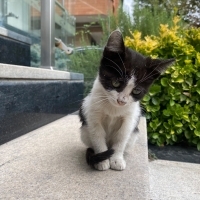 1,5 aylık prenses tehlikede