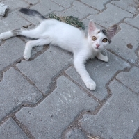 Dişi 3 ay..