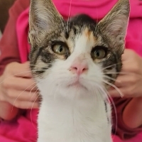 Kucak Bebişi Daisy🌸 Klinikten Yuvalandırılacak
