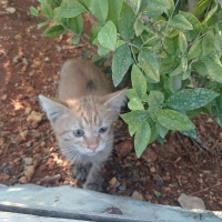Aşırı oyu..