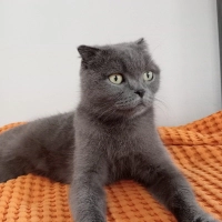 SOKAĞA AT..