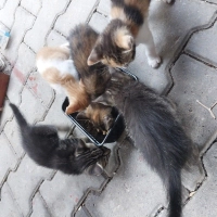 Küçük yavru kediler için acil yuva