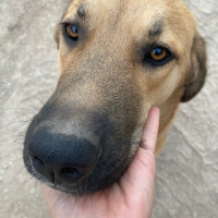 Ekmek Tam Bir Bahçe Köpeği
