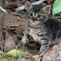 Annesi yok. Acil korumaya alınması gereken4-5 haftalık  bebek kedi