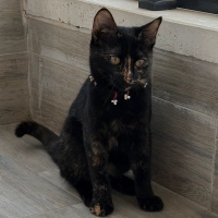 Zeytin, T..