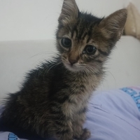 GEÇİCİ YU..