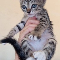 Sevgi dolu minik yavru yuvasını arıyor 🐾