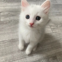 Şeker beb..