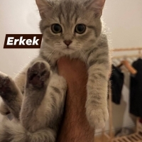 Utangiç m..