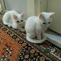 Çok tatlı..