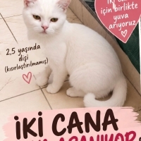 Ücretsiz..