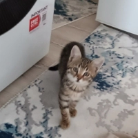 Acil yuva aranıyor