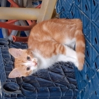Bala ömür..