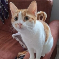 Oyun oyna..