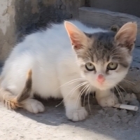 SEVİMLİ Y..