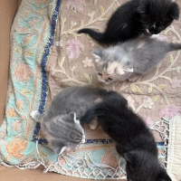 3 haftalı..