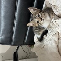 Sevimli oyuncu yavru kedi