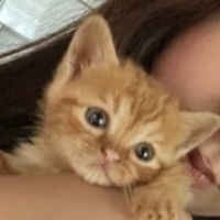Bal kabağ..