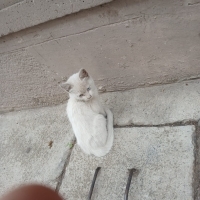 Minik Van Kedisi yuva arıyor
